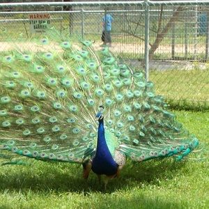 Meet your Posher, Steven